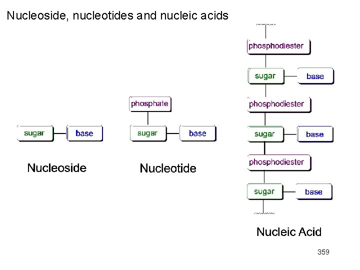 Nucleoside, nucleotides and nucleic acids 359 