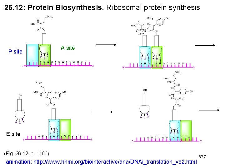 26. 12: Protein Biosynthesis. Ribosomal protein synthesis P site A site E site (Fig.