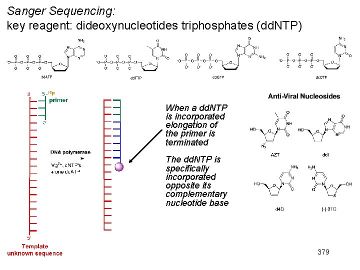 Sanger Sequencing: key reagent: dideoxynucleotides triphosphates (dd. NTP) When a dd. NTP is incorporated