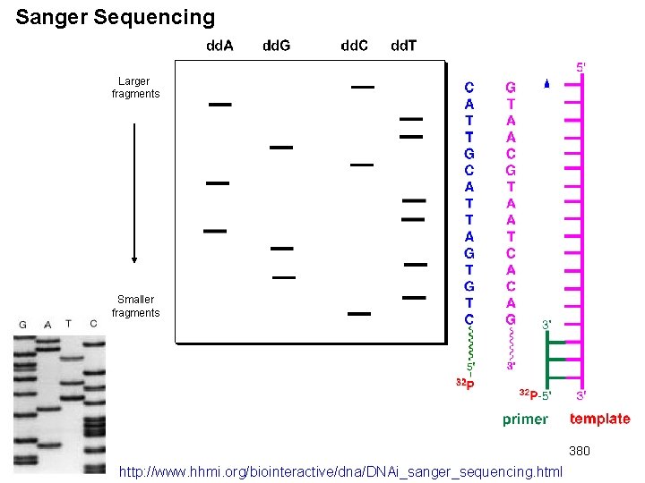 Sanger Sequencing Larger fragments Smaller fragments 380 http: //www. hhmi. org/biointeractive/dna/DNAi_sanger_sequencing. html 