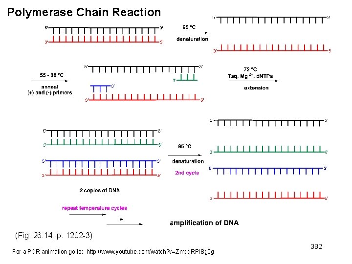 Polymerase Chain Reaction (Fig. 26. 14, p. 1202 -3) For a PCR animation go