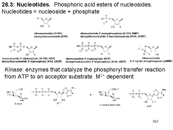26. 3: Nucleotides. Phosphoric acid esters of nucleosides. Nucleotides = nucleoside + phosphate Kinase: