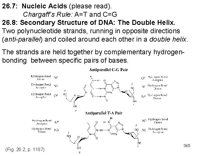 26. 7: Nucleic Acids (please read). Chargaff’s Rule: A=T and C=G 26. 8: Secondary