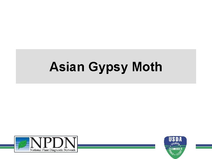 Asian Gypsy Moth 