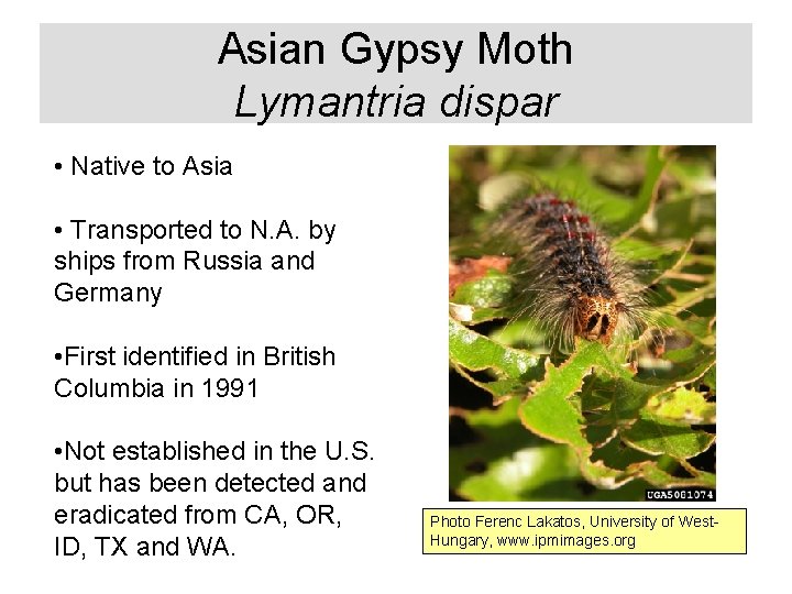 Asian Gypsy Moth Lymantria dispar • Native to Asia • Transported to N. A.