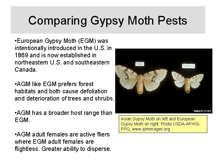 Comparing Gypsy Moth Pests • European Gypsy Moth (EGM) was intentionally introduced in the