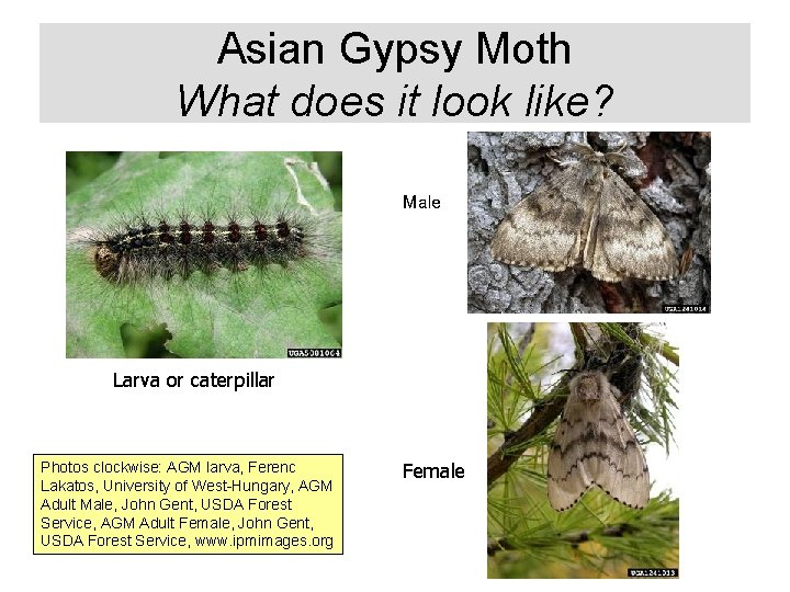 Asian Gypsy Moth What does it look like? Male Larva or caterpillar Photos clockwise: Asian Gypsy Moth What does it look like? Male Larva or caterpillar Photos clockwise: