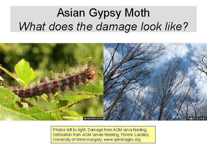 Asian Gypsy Moth What does the damage look like? Photos left to right: Damage