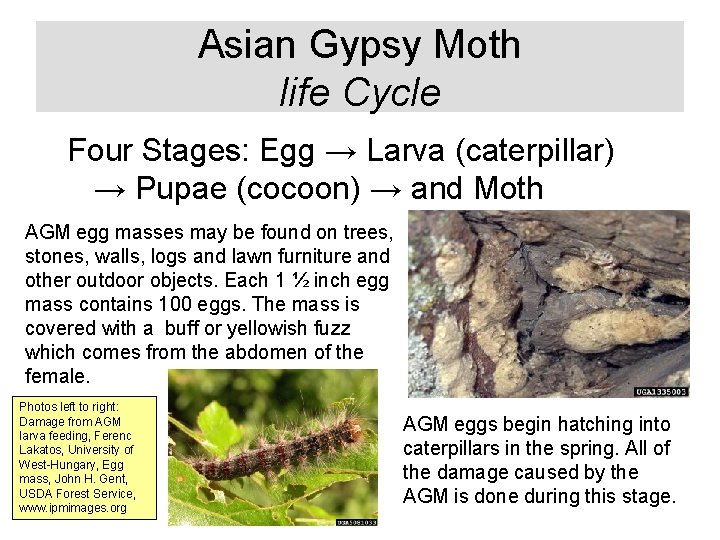 Asian Gypsy Moth life Cycle Four Stages: Egg → Larva (caterpillar) → Pupae (cocoon)