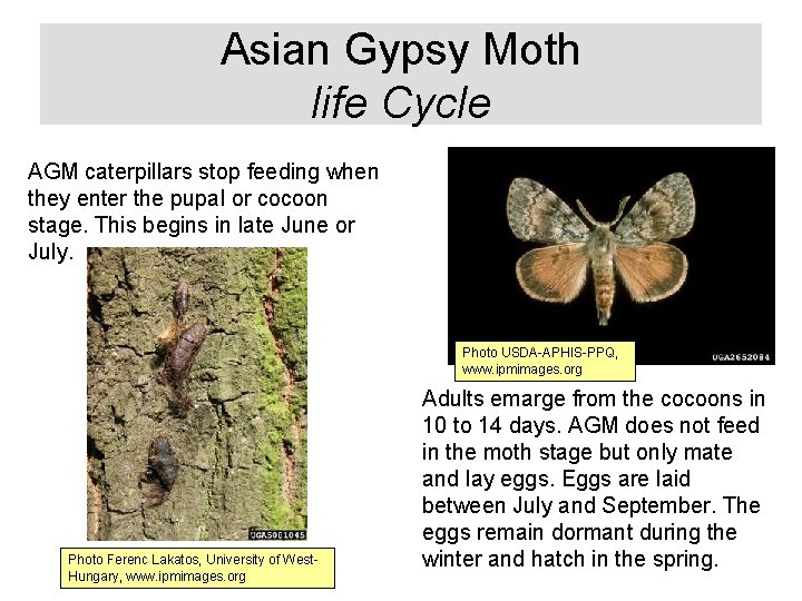 Asian Gypsy Moth life Cycle AGM caterpillars stop feeding when they enter the pupal