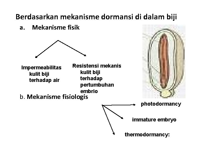 B Berdasarkan mekanisme dormansi di dalam biji a. Mekanisme fisik Impermeabilitas kulit biji terhadap