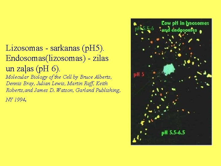 Lizosomas - sarkanas (p. H 5). Endosomas(lizosomas) - zilas un zaļas (p. H 6).
