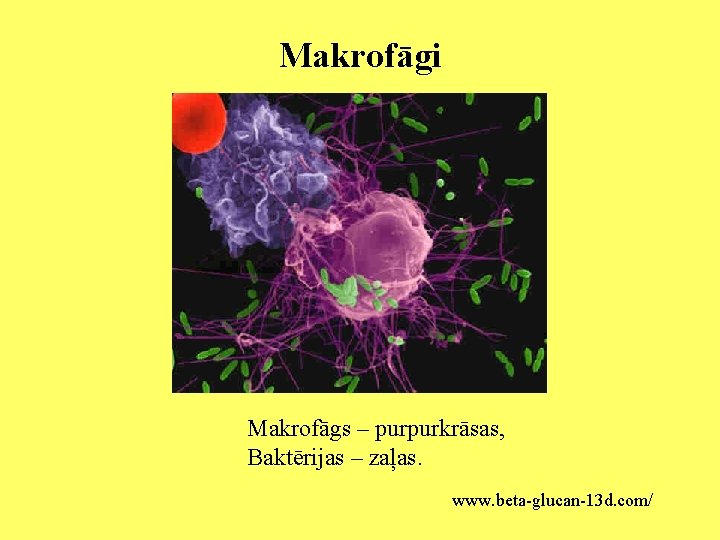 Makrofāgi Makrofāgs – purpurkrāsas, Baktērijas – zaļas. www. beta-glucan-13 d. com/ 