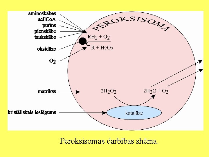 Peroksisomas darbības shēma. 