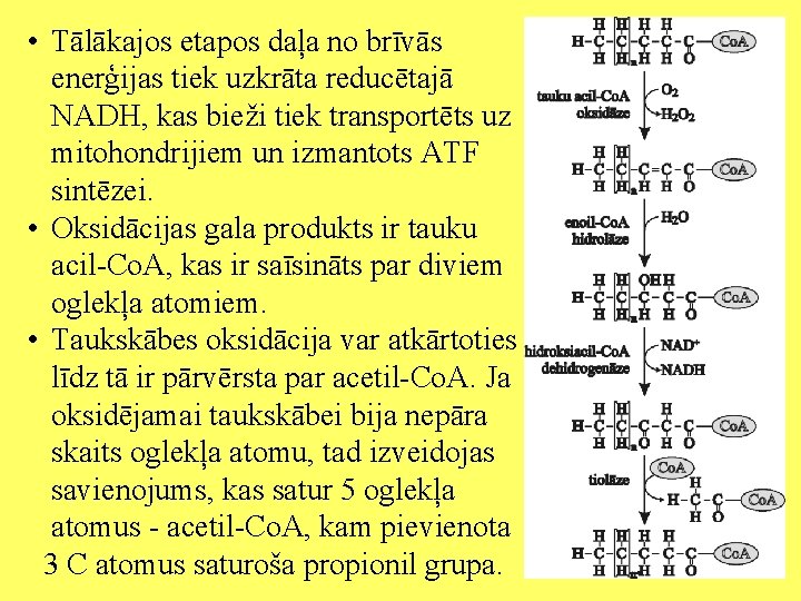  • Tālākajos etapos daļa no brīvās enerģijas tiek uzkrāta reducētajā NADH, kas bieži