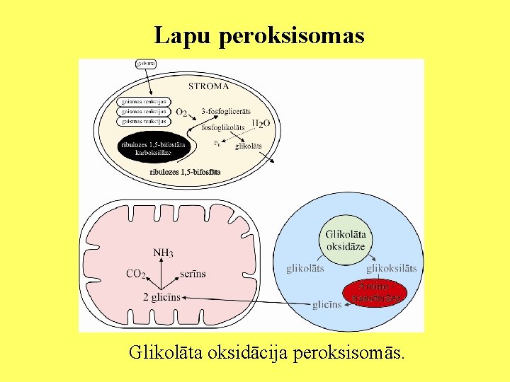 Lapu peroksisomas Glikolāta oksidācija peroksisomās. 
