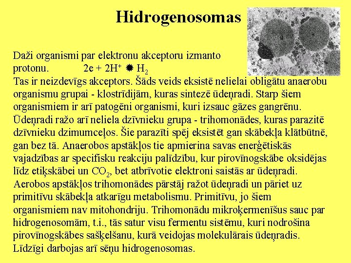 Hidrogenosomas Daži organismi par elektronu akceptoru izmanto protonu. 2 e + 2 H+ H