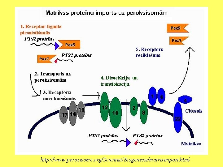 http: //www. peroxisome. org/Scientist/Biogenesis/matriximport. html 