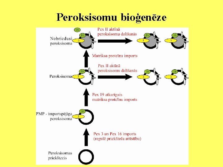 Peroksisomu bioģenēze 