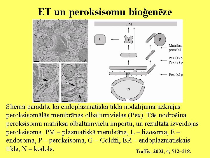 ET un peroksisomu bioģenēze Shēmā parādīts, kā endoplazmatiskā tīkla nodalījumā uzkrājas peroksisomālās membrānas olbaltumvielas