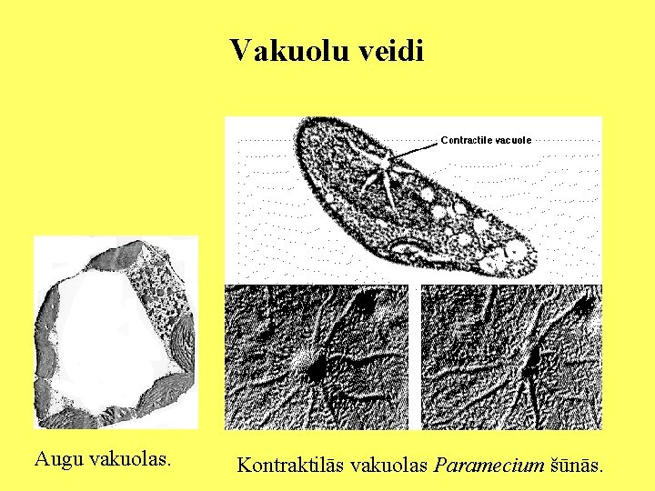 Vakuolu veidi Augu vakuolas. Kontraktilās vakuolas Paramecium šūnās. 