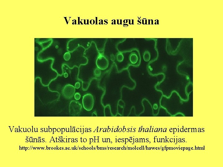Vakuolas augu šūna Vakuolu subpopulācijas Arabidobsis thaliana epidermas šūnās. Atškiras to p. H un,