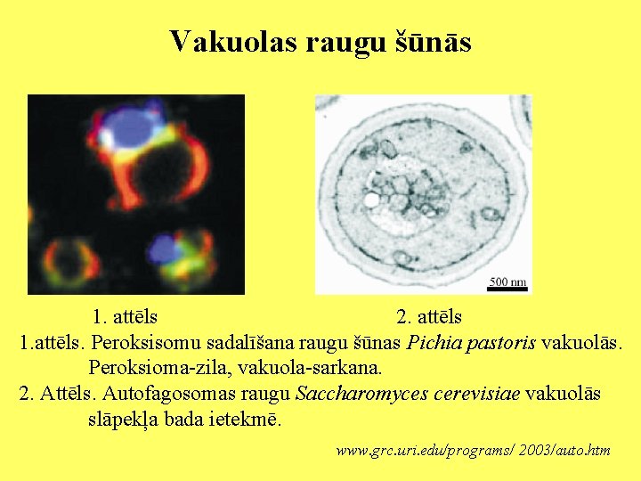 Vakuolas raugu šūnās 1. attēls 2. attēls 1. attēls. Peroksisomu sadalīšana raugu šūnas Pichia