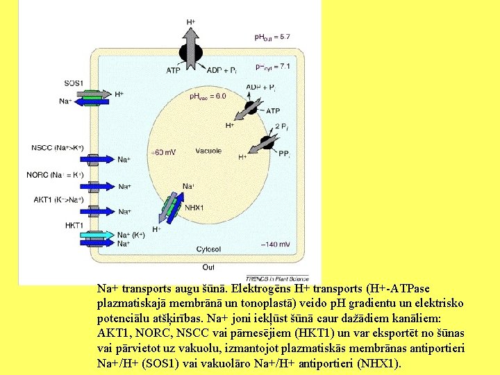 Na+ transports augu šūnā. Elektrogēns H+ transports (H+-ATPase plazmatiskajā membrānā un tonoplastā) veido p.