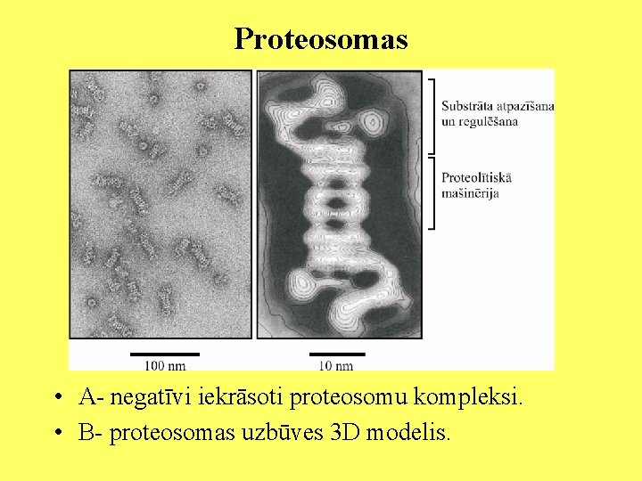 Proteosomas • A- negatīvi iekrāsoti proteosomu kompleksi. • B- proteosomas uzbūves 3 D modelis.