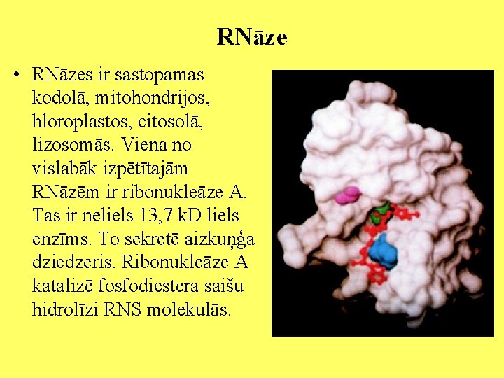 RNāze • RNāzes ir sastopamas kodolā, mitohondrijos, hloroplastos, citosolā, lizosomās. Viena no vislabāk izpētītajām