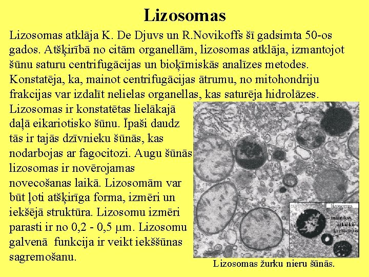 Lizosomas atklāja K. De Djuvs un R. Novikoffs šī gadsimta 50 -os gados. Atšķirībā