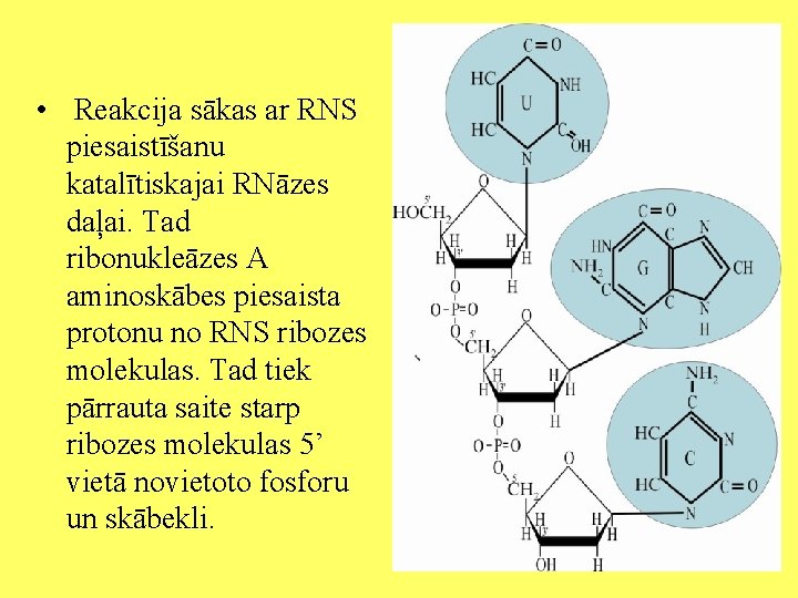  • Reakcija sākas ar RNS piesaistīšanu katalītiskajai RNāzes daļai. Tad ribonukleāzes A aminoskābes