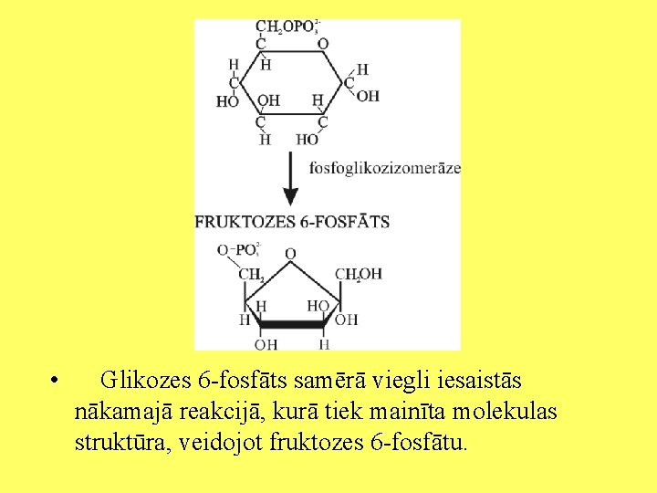  • Glikozes 6 -fosfāts samērā viegli iesaistās nākamajā reakcijā, kurā tiek mainīta molekulas