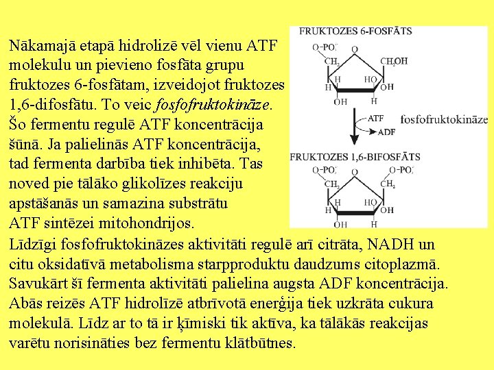 Nākamajā etapā hidrolizē vēl vienu ATF molekulu un pievieno fosfāta grupu fruktozes 6 -fosfātam,