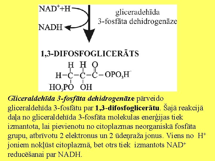 Gliceraldehīda 3 -fosfāta dehidrogenāze pārveido gliceraldehīda 3 -fosfātu par 1, 3 -difosfoglicerātu. Šajā reakcijā