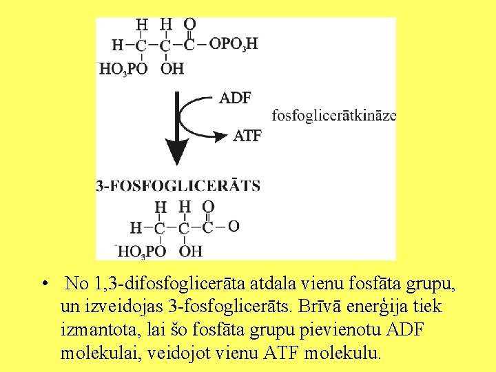  • No 1, 3 -difosfoglicerāta atdala vienu fosfāta grupu, un izveidojas 3 -fosfoglicerāts.