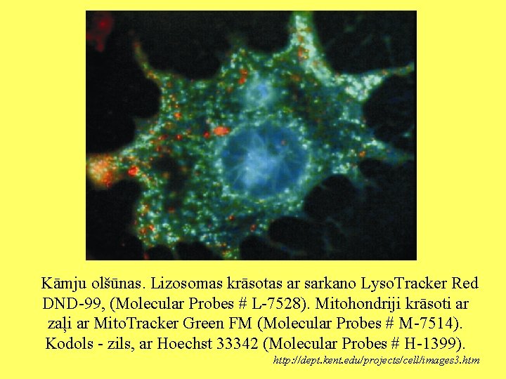 Kāmju olšūnas. Lizosomas krāsotas ar sarkano Lyso. Tracker Red DND-99, (Molecular Probes # L-7528).