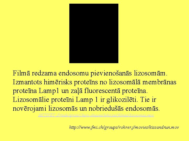 Filmā redzama endosomu pievienošanās lizosomām. Izmantots himērisks proteīns no lizosomālā membrānas proteīna Lamp 1
