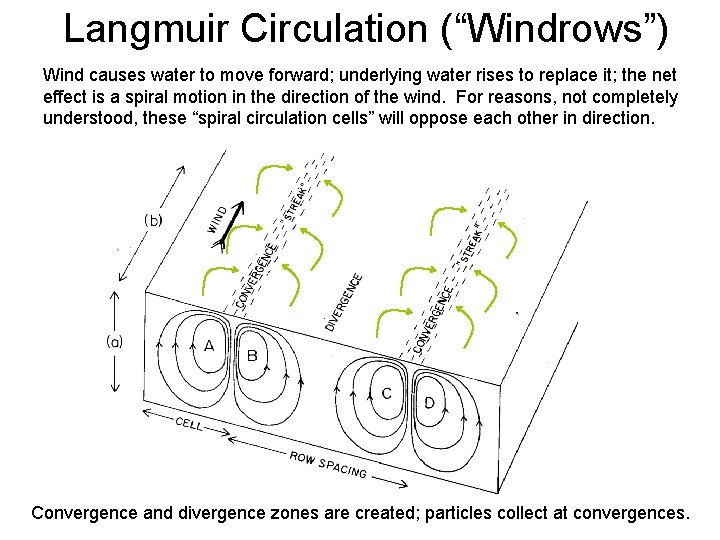 Langmuir Circulation (“Windrows”) Wind causes water to move forward; underlying water rises to replace