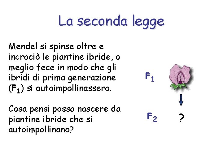 La seconda legge Mendel si spinse oltre e incrociò le piantine ibride, o meglio