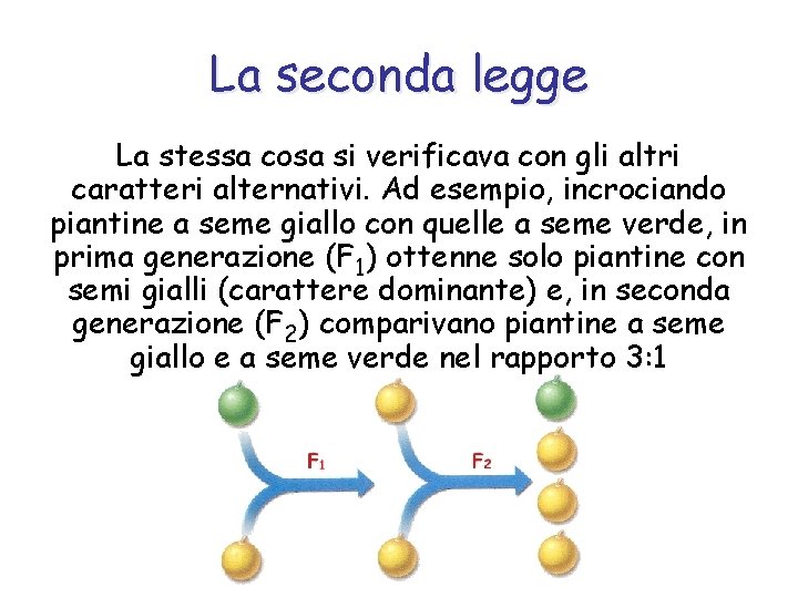 La seconda legge La stessa cosa si verificava con gli altri caratteri alternativi. Ad