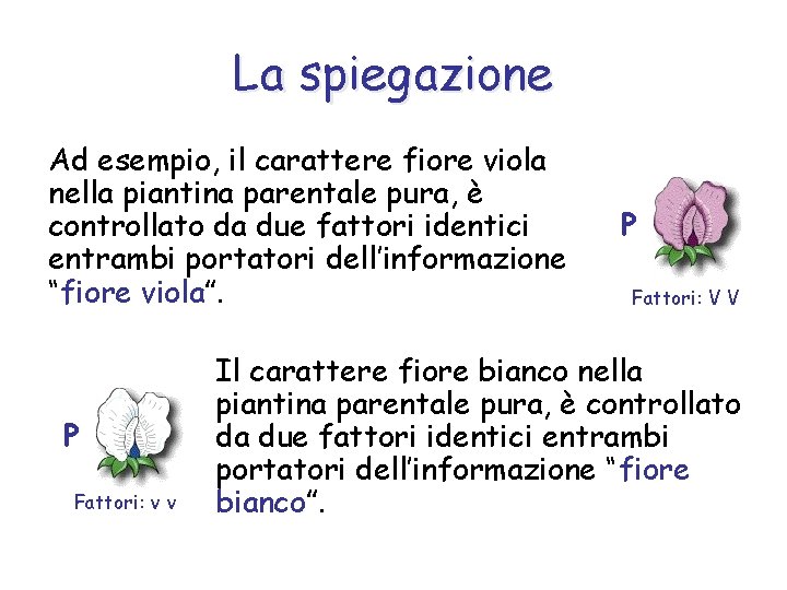 La spiegazione Ad esempio, il carattere fiore viola nella piantina parentale pura, è controllato