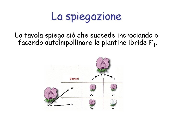 La spiegazione La tavola spiega ciò che succede incrociando o facendo autoimpollinare le piantine