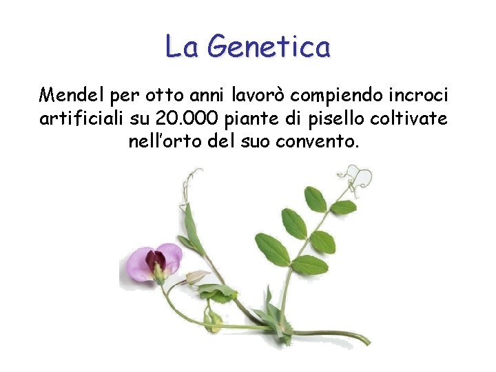 La Genetica Mendel per otto anni lavorò compiendo incroci artificiali su 20. 000 piante