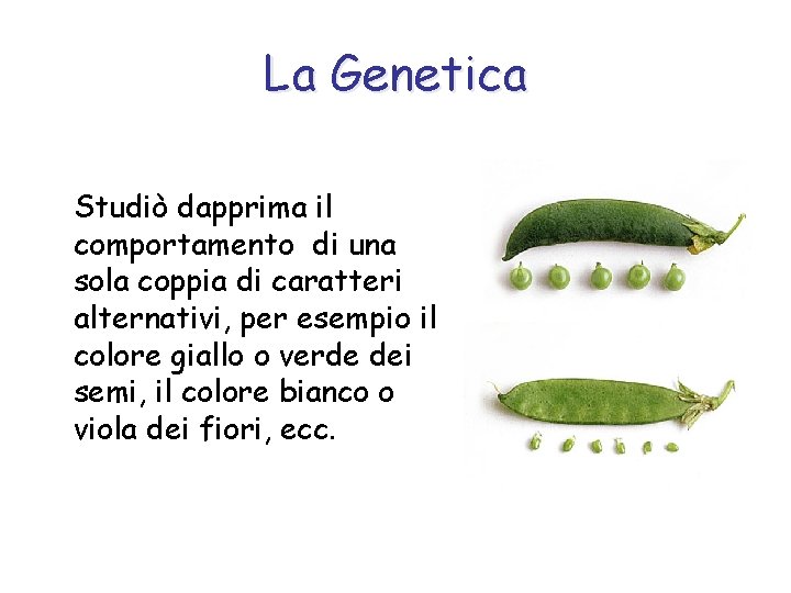 La Genetica Studiò dapprima il comportamento di una sola coppia di caratteri alternativi, per