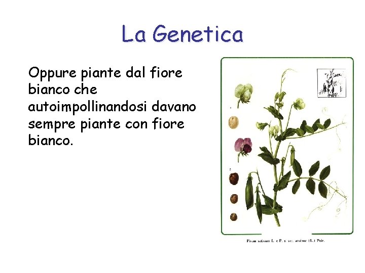 La Genetica Oppure piante dal fiore bianco che autoimpollinandosi davano sempre piante con fiore