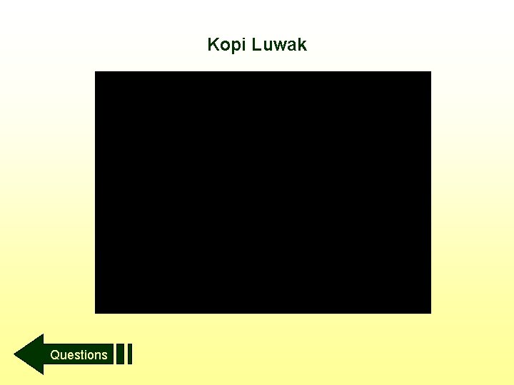 Kopi Luwak Questions Kopi Luwak Questions
