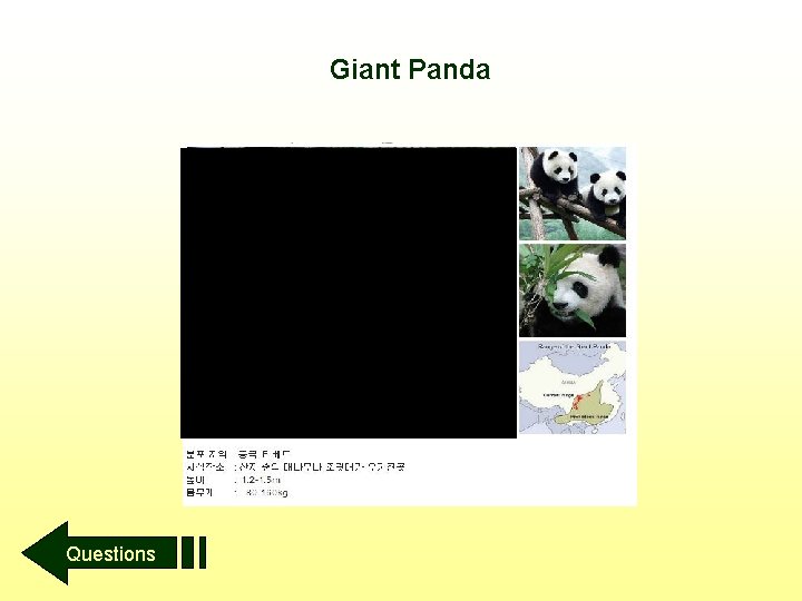 Giant Panda Questions 