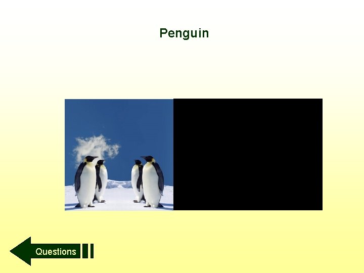 Penguin Questions 