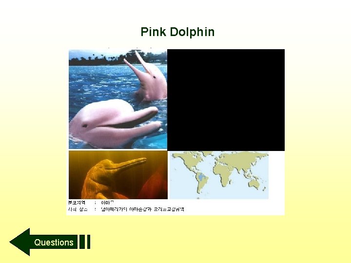 Pink Dolphin Questions 